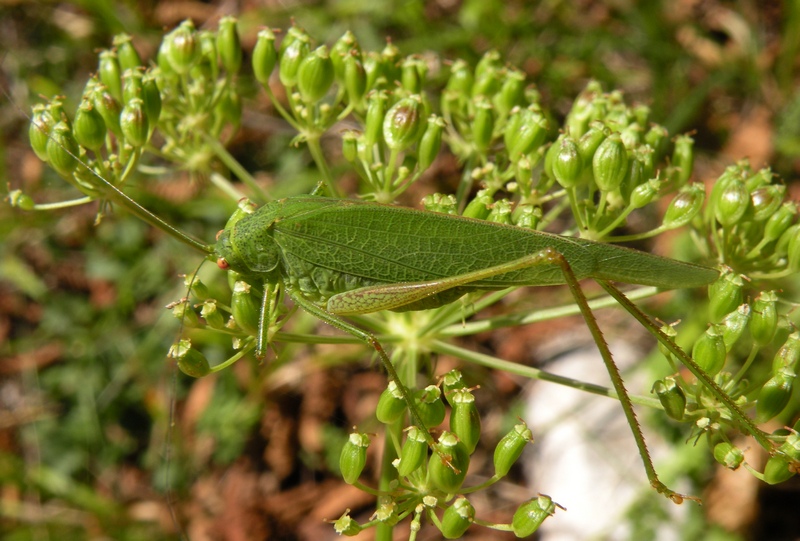 Phaneroptera